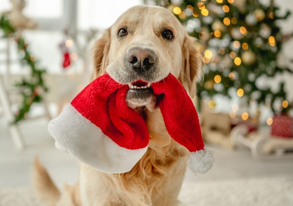 Keeping Your Holiday Gatherings Safe From Dog Bites Golden retriever dog holding Santa hat in its mouth at Christmas time in a decorated room with Xmas tree.