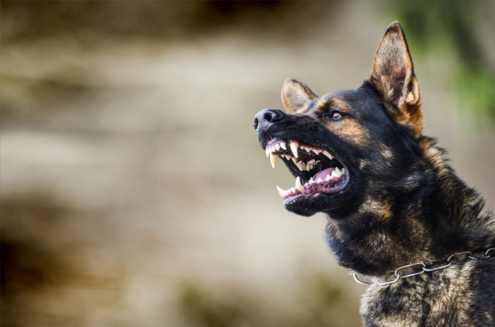An aggressive german shepherd showing his teeth