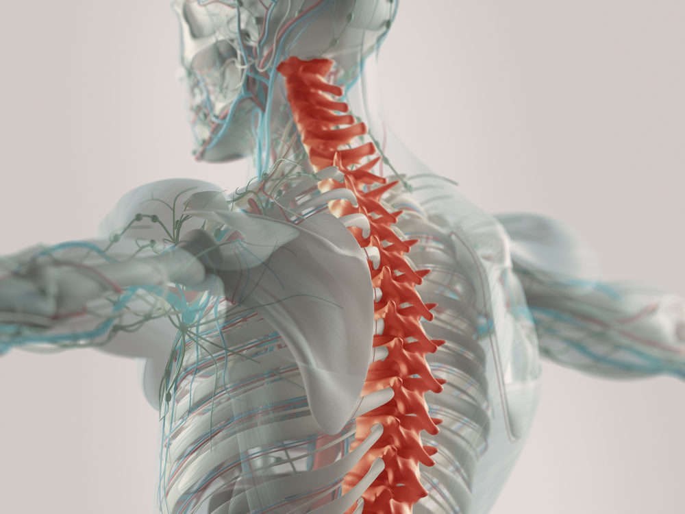 What is the Difference Between Paraplegia and Quadriplegia? Human anatomy spine pain highlighted illustration.