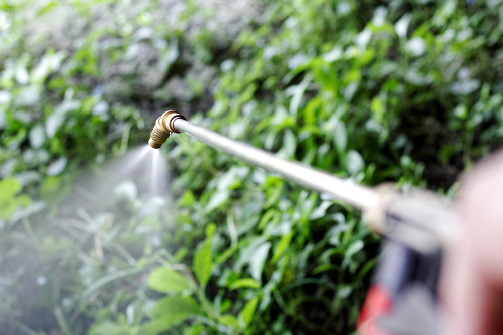 Advocacy Group “Parkinson’s Australia” Calls for a Ban on Paraquat Spraying herbicide from the nozzle to Para Grass weeds