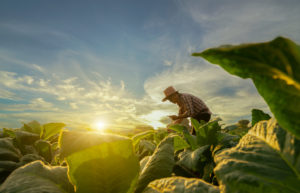 A farmer inspecting his crops